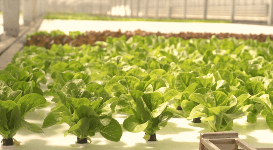 nông nghiệp trồng rau trong nhà kính