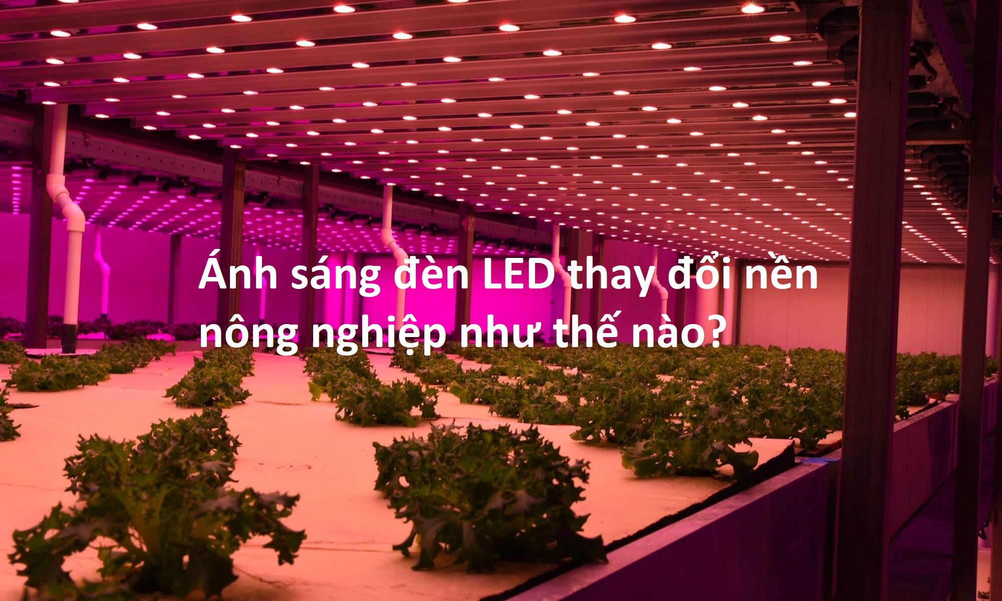 Ứng dung đèn LED trong nông nghiệp cây trồng